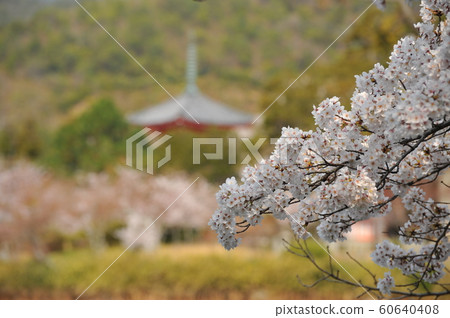Cherry Blossoms at Osawa Pond 60640408