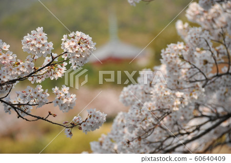 Cherry Blossoms at Osawa Pond 60640409