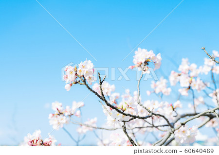 櫻花 60640489