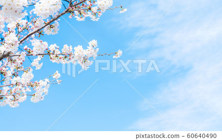 櫻花 60640490