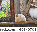 Chicken on the farm 60640704