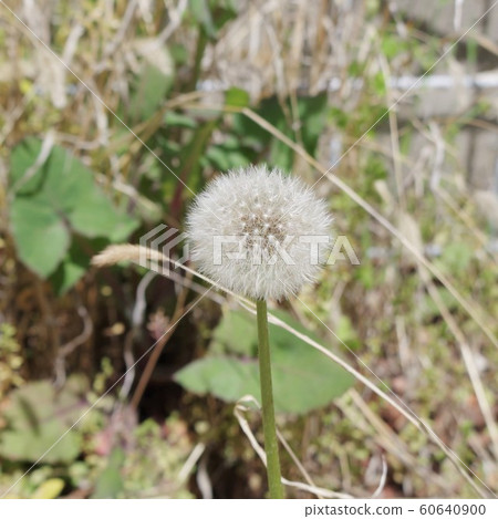 蒲公英 蒲公英 60640900