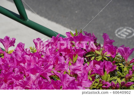 杜鵑花在路邊 杜鵑花在路邊 60640902