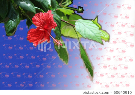 療愈芙蓉 療愈芙蓉 60640910