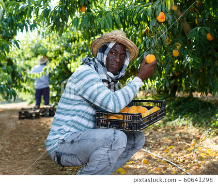 Farmer harvesting peaches Farmer harvesting peaches 60641298