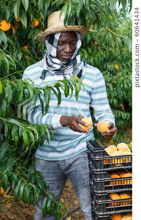 Farmer harvesting peaches Farmer harvesting peaches 60641434