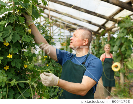 Man gardener man arranging seedlings Momordica balsamina 60641768