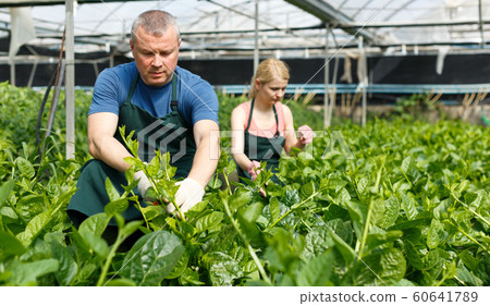 Couple of gardeners arranging creeping spinach seedlings 60641789