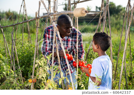 Father and son teenager work on a tomato plantation Father and son teenager work on a tomato plantation 60642337