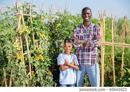 Son teenager helps father harvest grapes on vineyard Son teenager helps father harvest grapes on vineyard 60642625