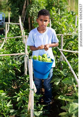 African-american teenager boy harvesting bell peppers on plantation African-american teenager boy harvesting bell peppers on plantation 60642637