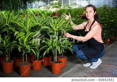 Worker demonstrating plants of dracaena Worker demonstrating plants of dracaena 60642981