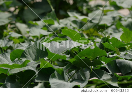 在公園的田裡種植的地瓜 60643223