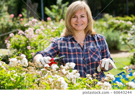 mature woman gardening mature woman gardening 60643244