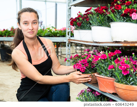 Florist demonstrating pot of garden flowers 60643249