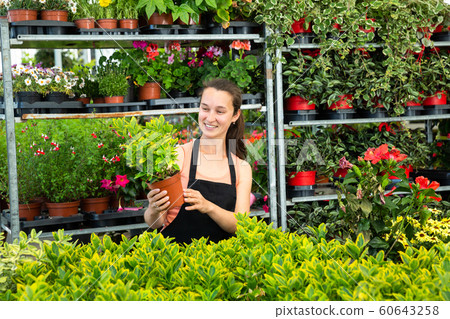 Florist demonstrating green bush in pot 60643258