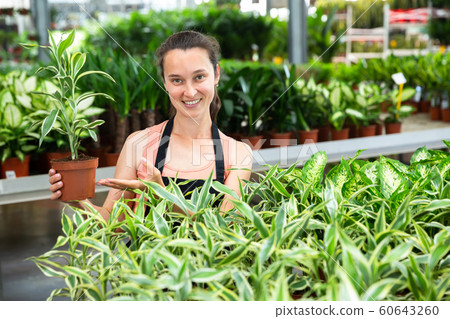 Young woman florist holding pot with dracaena fragrans-lemon Young woman florist holding pot with dracaena fragrans-lemon 60643260