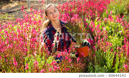 Florist woman working with potted flowers Florist woman working with potted flowers 60644143