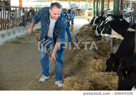 Senior man feeding cows on farm Senior man feeding cows on farm 60644308