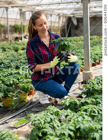 Female owner of greenhouse cultivating tomatoes Female owner of greenhouse cultivating tomatoes 60644309