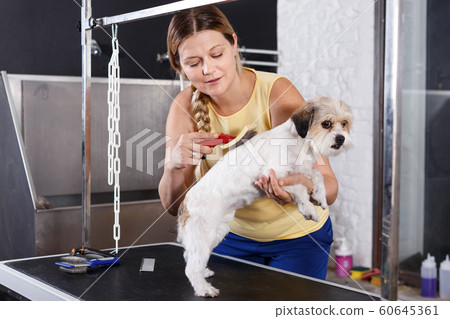 Smiling female grooming cute havanese dog at pet salon 60645361