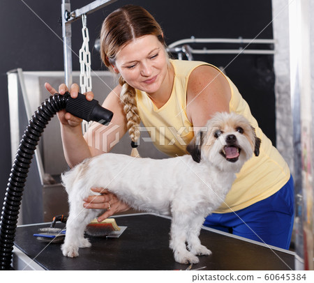 Portrait of caring woman grooming cute havanese dog at pet salon 60645384