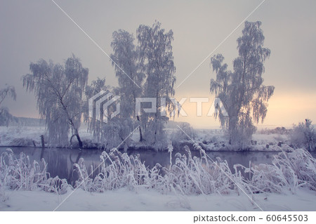 Winter sunrise. Snowy trees on river shore. Winter sunrise. Snowy trees on river shore. 60645503