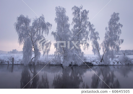 Snowy trees on river side. Winter scene. Winter Snowy trees on river side. Winter scene. Winter 60645505