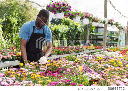 Florist man working in greenhouse Florist man working in greenhouse 60645732