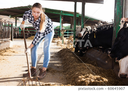 Woman working on dairy farm 60645907