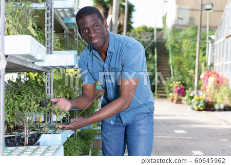Man arranging seedlings in glasshouse 60645962