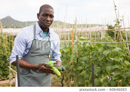Satisfied african-american man harvesting cucumbers in a bucket Satisfied african-american man harvesting cucumbers in a bucket 60646083
