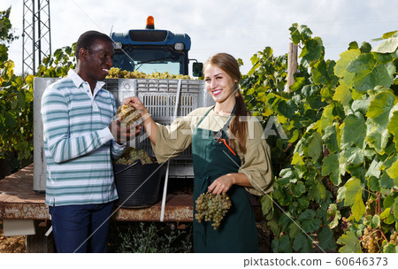 Two workers harvesting grapes 60646373
