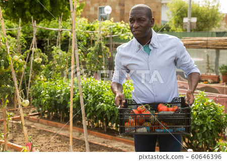Joyful african-american man harvesting tomatoes in a box Joyful african-american man harvesting tomatoes in a box 60646396