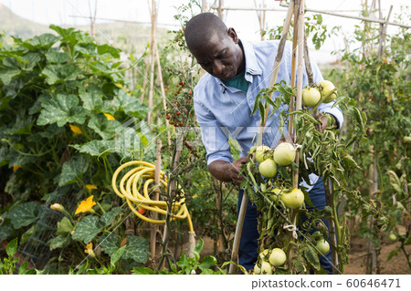 Male farmer with a box of tomatoes in the garden Male farmer with a box of tomatoes in the garden 60646471