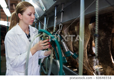 Woman working at milking line Woman working at milking line 60646558