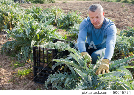 Man gardener picking harvest of artichokes to crate in sunny garden Man gardener picking harvest of artichokes to crate in sunny garden 60646754