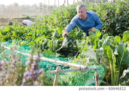 Mature man gardener picking mangold to crate in sunny garden 60646812