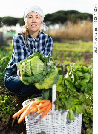 Joyful young woman harvesting vegetables in a basket Joyful young woman harvesting vegetables in a basket 60646836