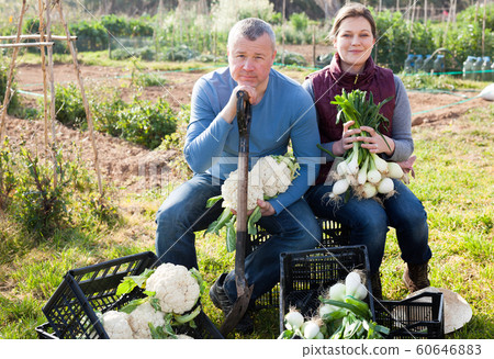 Male and female gardeners holding harvest of vegetables in garden 60646883