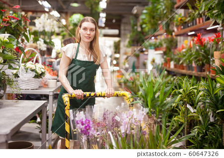 Flower market. Seller delivers potted flowers on a pushcart 60647326