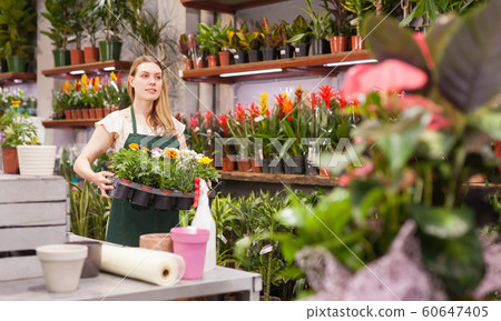 Female florist working in a flower store, making houseplants ready for the customer Female florist working in a flower store, making houseplants ready for the customer 60647405