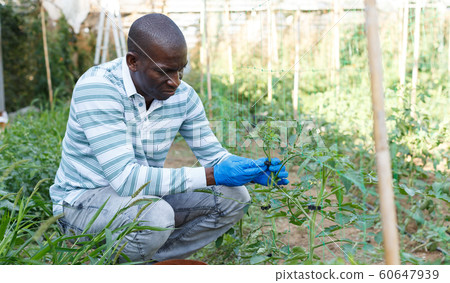 Farmer making supports for tomato plants Farmer making supports for tomato plants 60647939