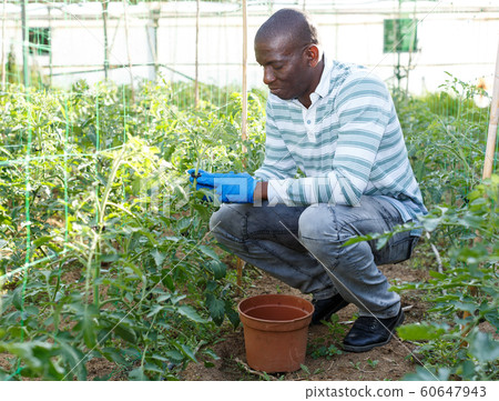 Male worker tying up tomato plants Male worker tying up tomato plants 60647943