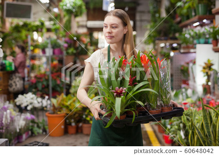 Female florist happily holding pots with flowers bromelia Female florist happily holding pots with flowers bromelia 60648042