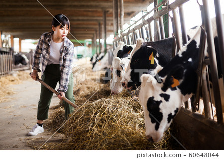 Female farmer who is feeding beasts at the cow farm Female farmer who is feeding beasts at the cow farm 60648044
