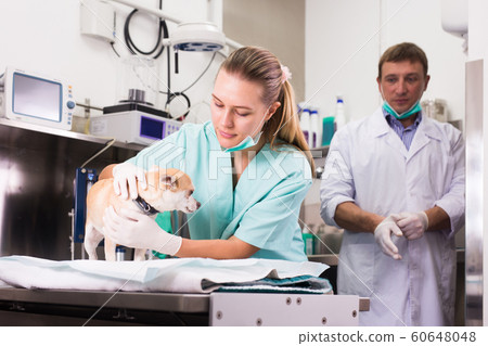 Dog undergoing surgery at vets Dog undergoing surgery at vets 60648048