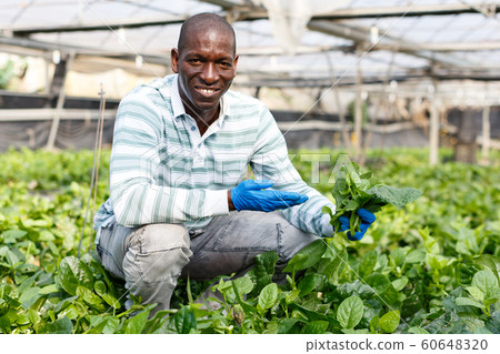 Satisfied farmer harvesting Malabar spinach Satisfied farmer harvesting Malabar spinach 60648320