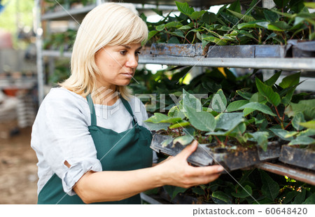 Mature female gardener working with seedlings of euphorbia pulcherrima Mature female gardener working with seedlings of euphorbia pulcherrima 60648420
