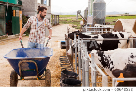 Young man farmer with barrow working at cowhouse at farm Young man farmer with barrow working at cowhouse at farm 60648558